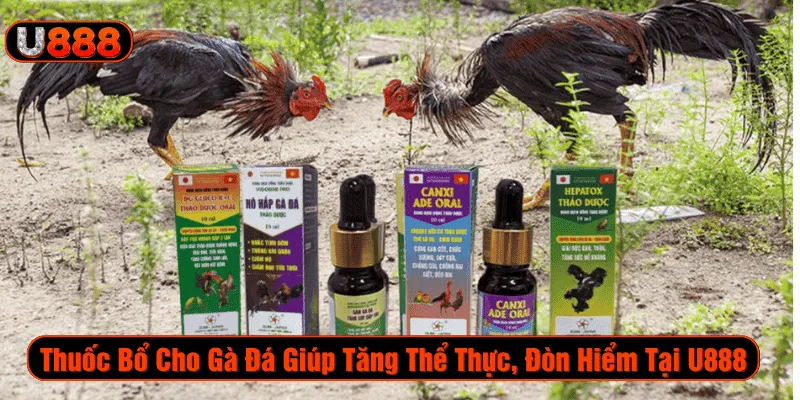 Thuốc bổ cho gà đá